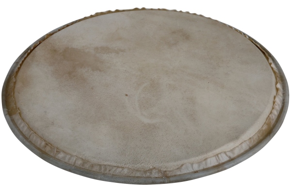 Latin Percussion  Plenera 8"