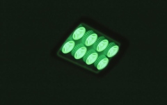 Proiector de exterior Eurolite LED IP FL-8 green 30°