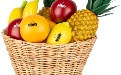 Set Percuții pentru Copii Nino Percussion ''Fruit'' Shaker Assortment - 18 pcs