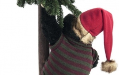 Urs Europalms Christmas bear, with fir, 105cm